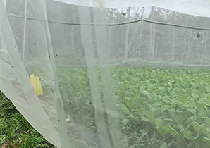 蔬菜種植網(wǎng)