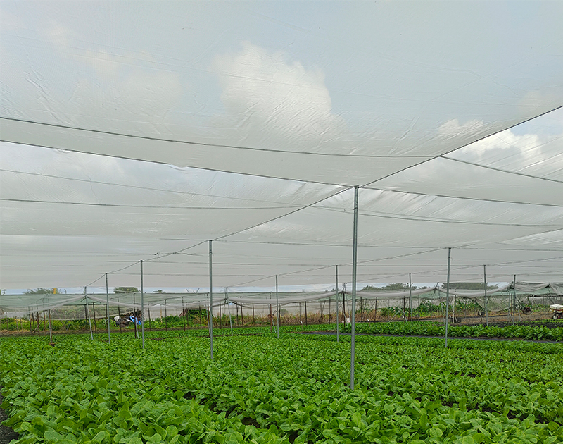 蔬菜種植網(wǎng)